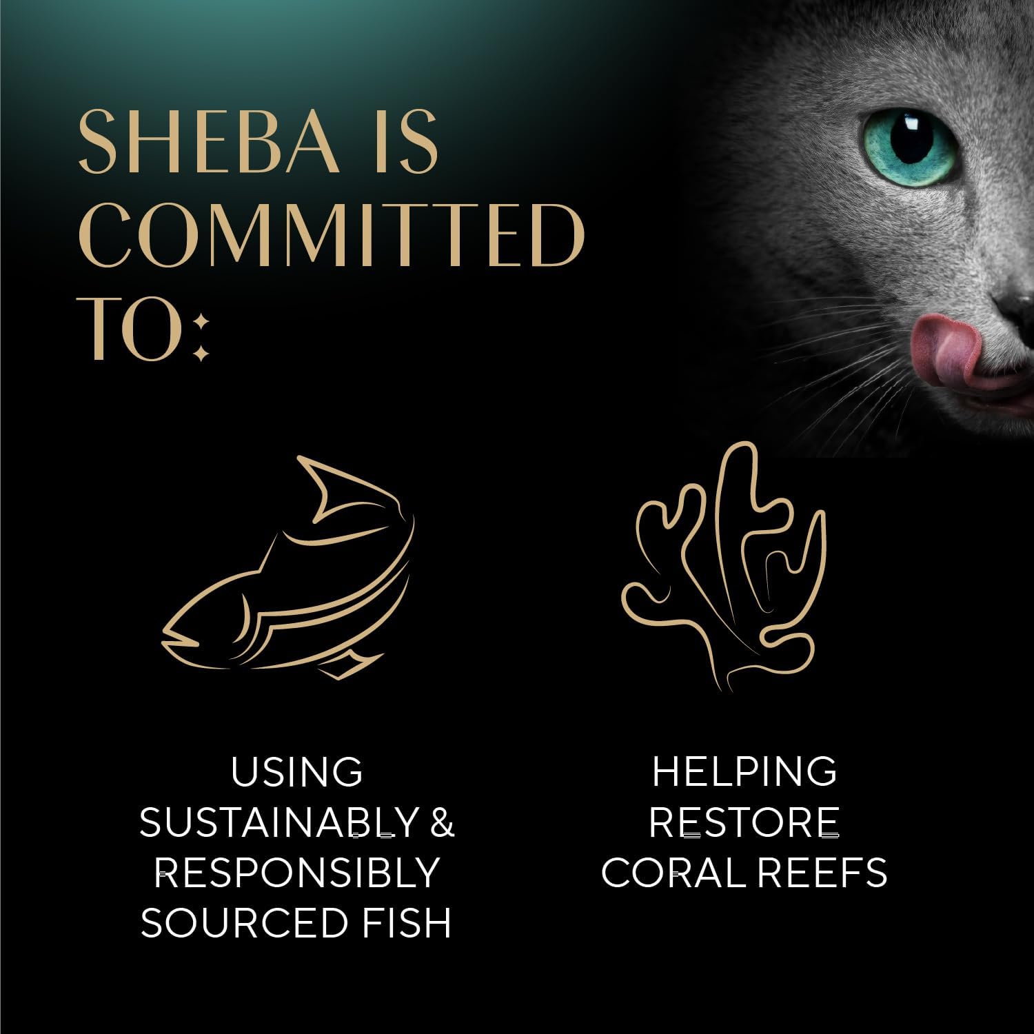 Sheba Perfect Portions Wet Cat Food Pate with Sustainable Salmon and Tender Whitefish & Tuna Entree Variety Pack, 2.6 oz. Twin-Pack Trays (12 Count, 24 Servings) (Pack of 2)